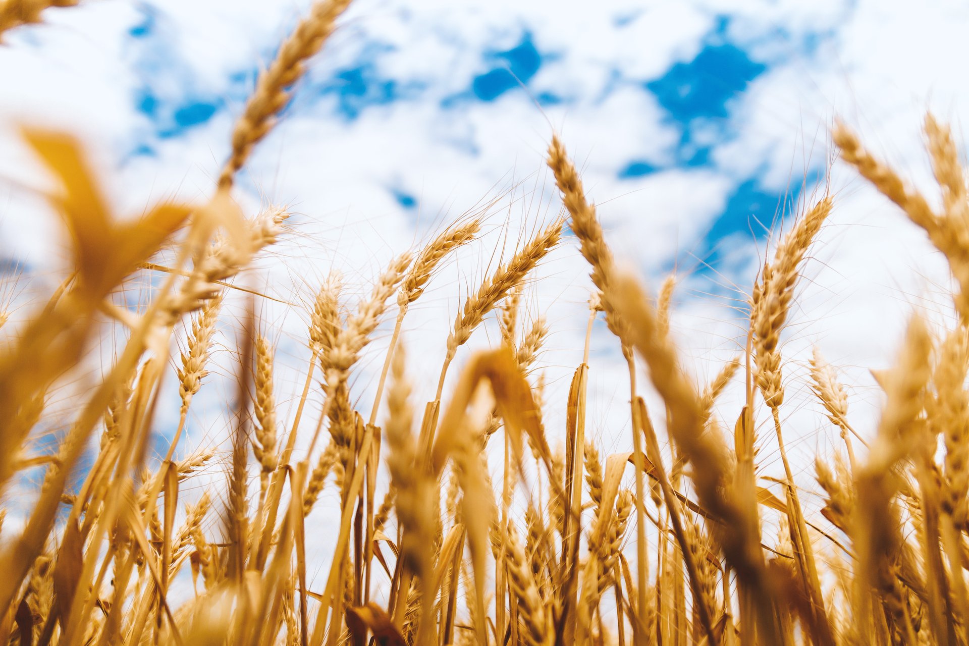 Brown Rice Field